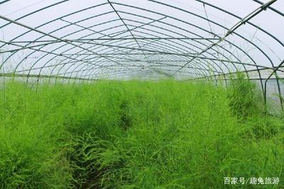 休闲度假就该这么玩 在常州体验乡村田园慢生活——休闲观光活动全攻略