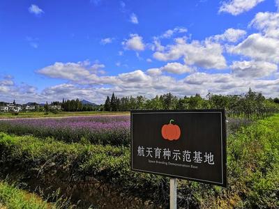 “皖美安徽”黄山 靠天然禀赋“圈粉”，用“创新”振兴乡村